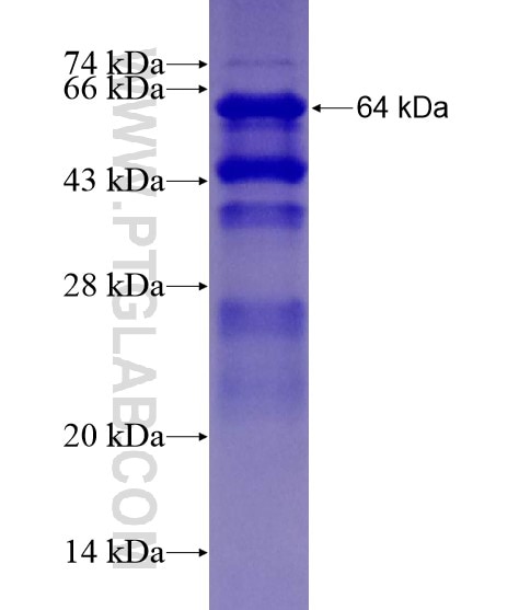 NRBF2 fusion protein Ag21403 SDS-PAGE