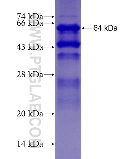 NRBF2 fusion protein Ag21403 SDS-PAGE