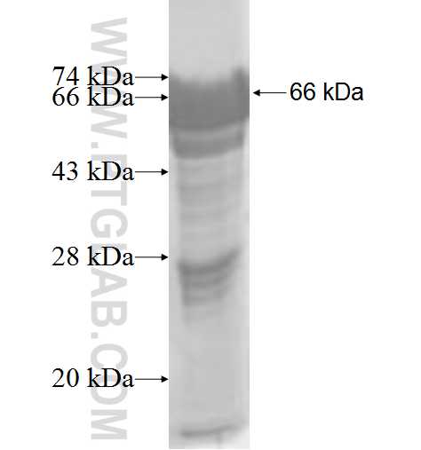 NRBP1 fusion protein Ag7837 SDS-PAGE