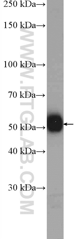 Western Blot (WB) analysis of mouse brain tissue using NRBP2 Polyclonal antibody (21549-1-AP)