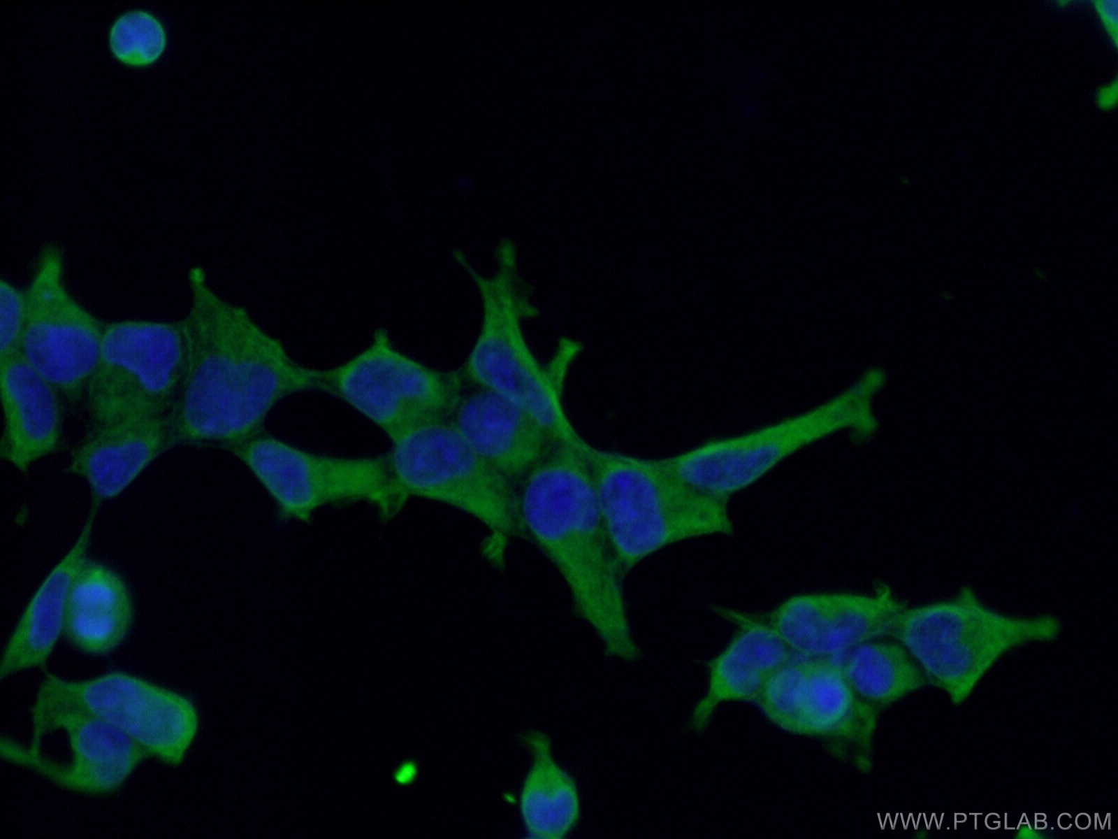 Immunofluorescence (IF) / fluorescent staining of HEK-293 cells using NRBP2 Monoclonal antibody (66687-1-Ig)