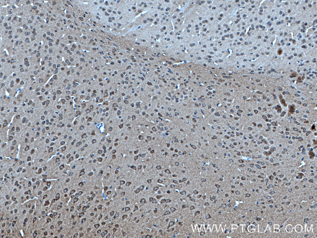 Immunohistochemistry (IHC) staining of mouse brain tissue using NRBP2 Monoclonal antibody (66687-1-Ig)
