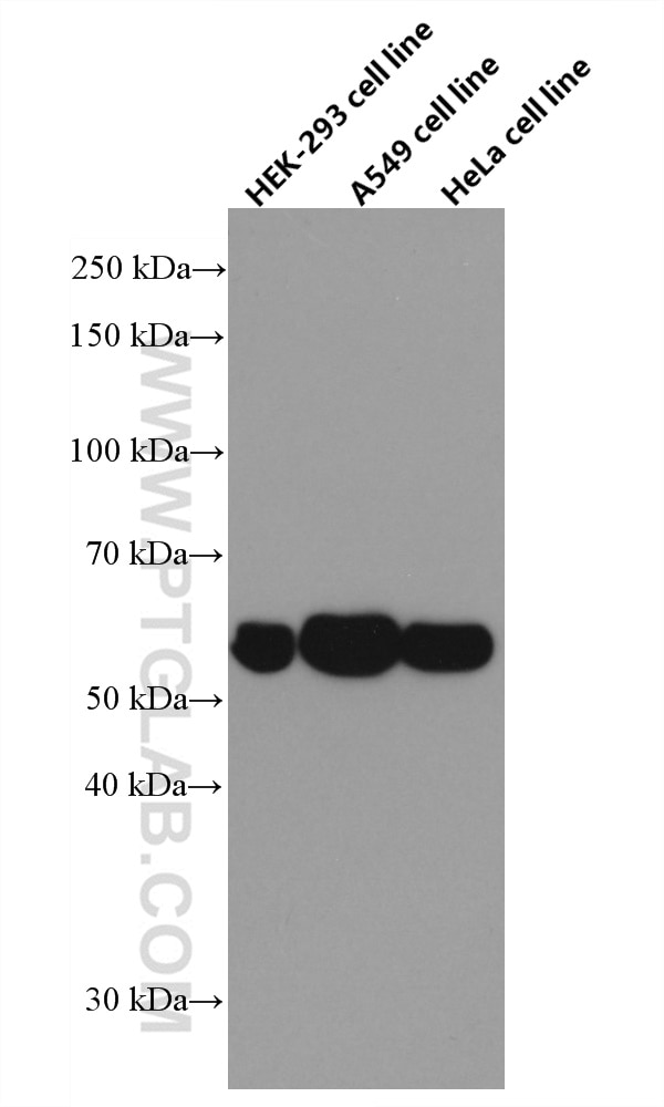 Western Blot (WB) analysis of various lysates using NRBP2 Monoclonal antibody (66687-1-Ig)