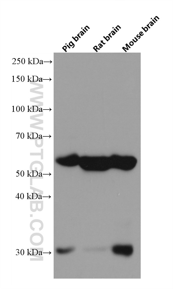 Western Blot (WB) analysis of various lysates using NRBP2 Monoclonal antibody (66687-1-Ig)