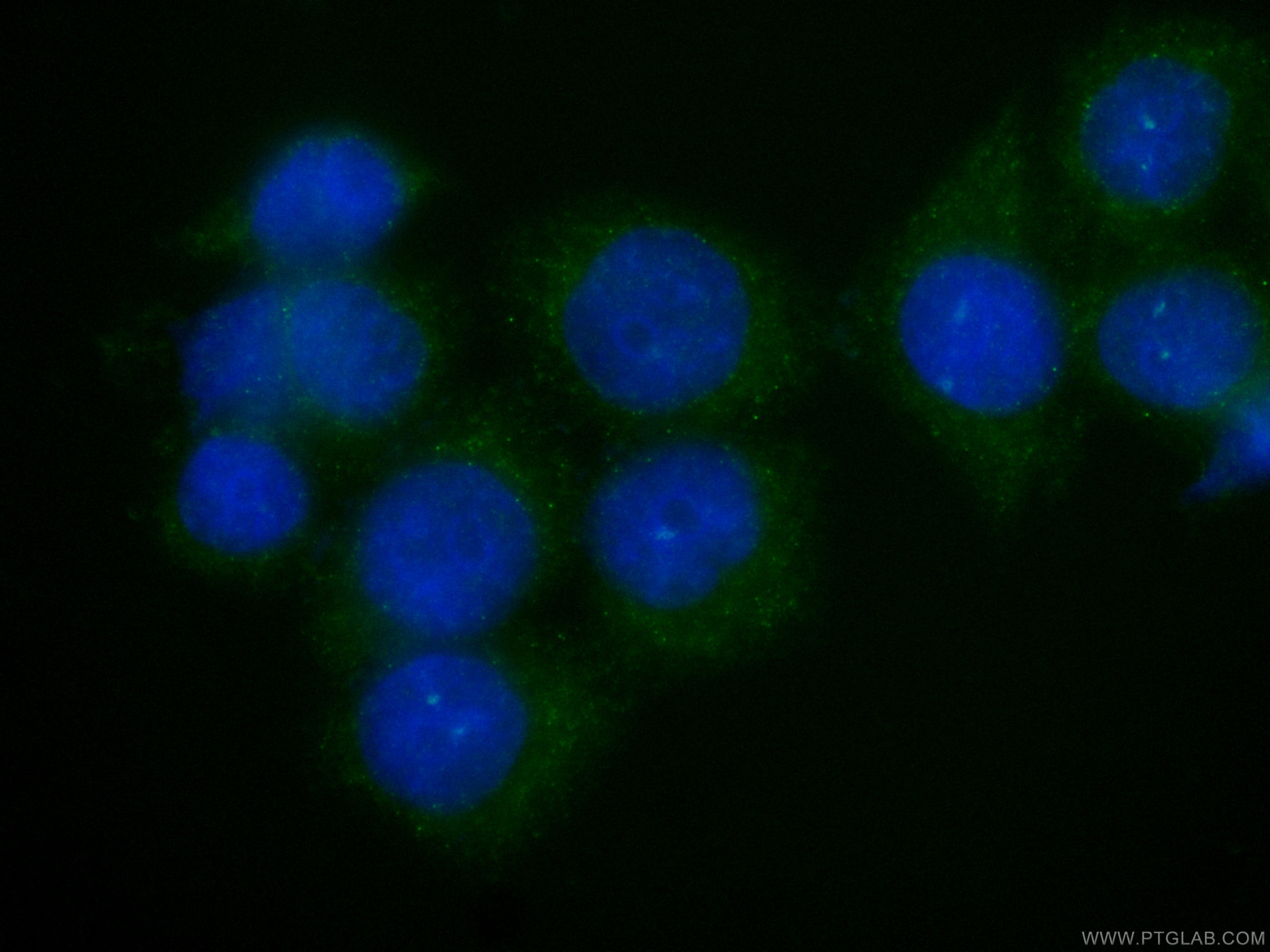 Immunofluorescence (IF) / fluorescent staining of HeLa cells using CoraLite® Plus 488-conjugated NRBP2 Monoclonal ant (CL488-66687)