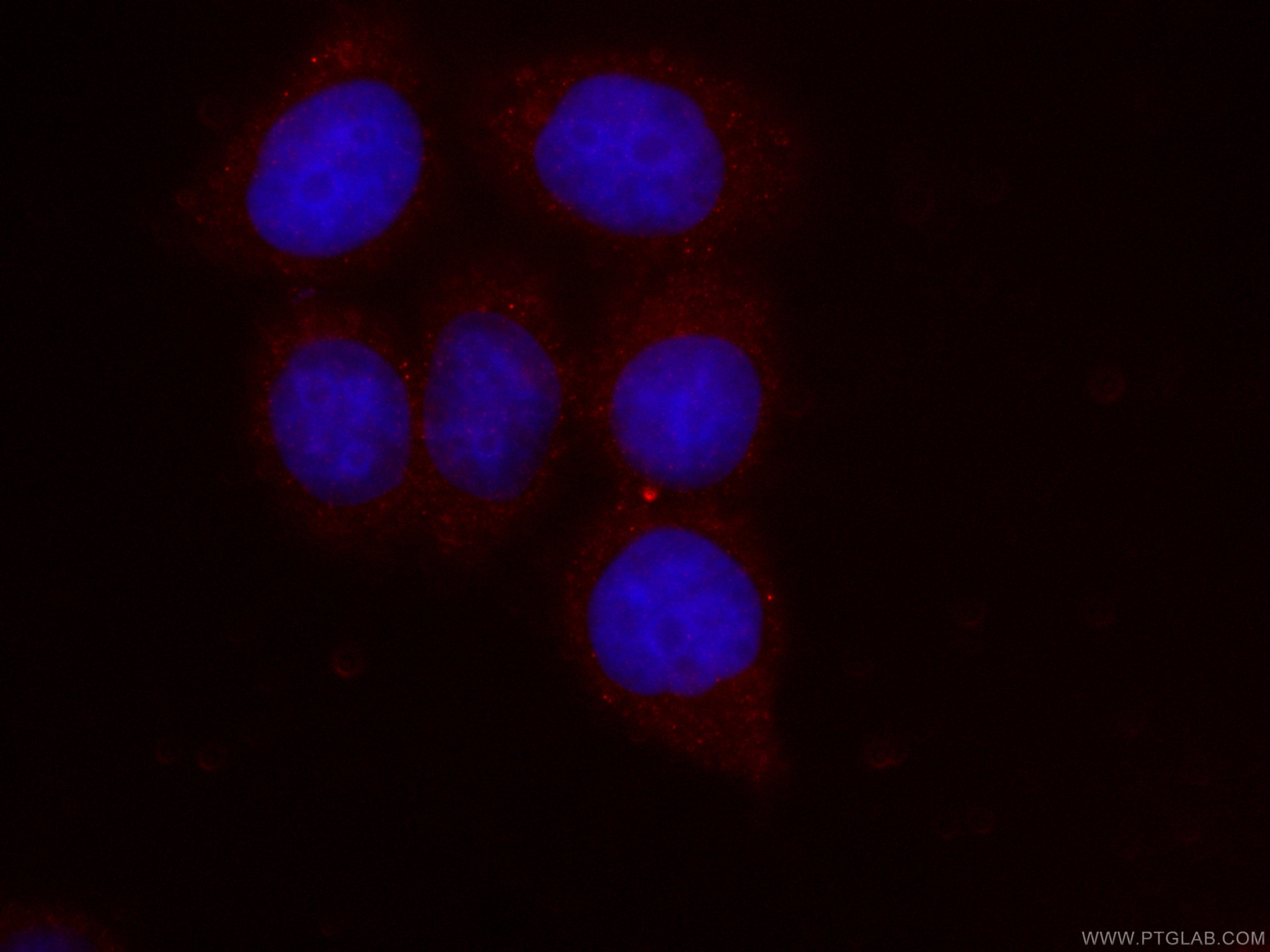 Immunofluorescence (IF) / fluorescent staining of HeLa cells using CoraLite®594-conjugated NRBP2 Monoclonal antibody (CL594-66687)
