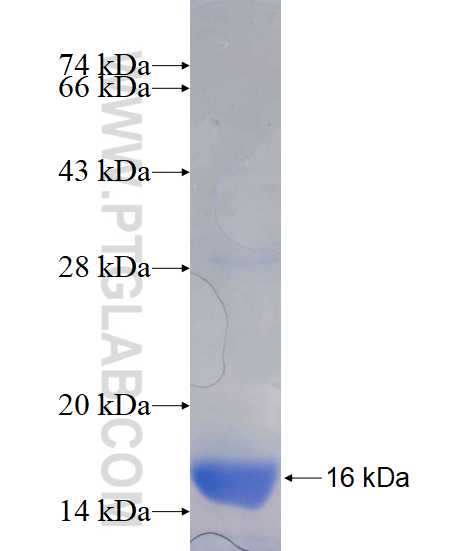NRBP2 fusion protein Ag17011 SDS-PAGE