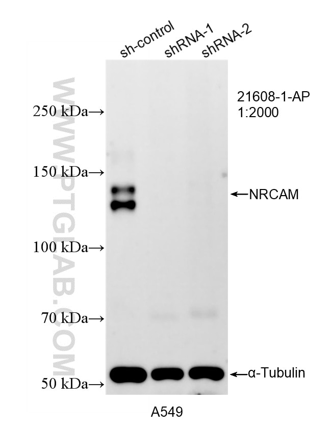 Western Blot (WB) analysis of A549 cells using NRCAM Polyclonal antibody (21608-1-AP)