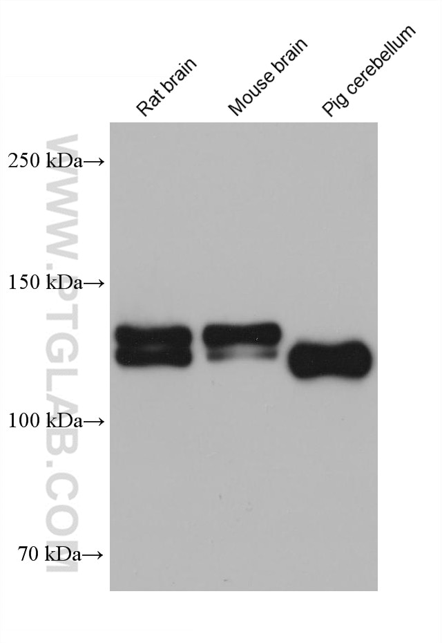 Western Blot (WB) analysis of various lysates using NRCAM Monoclonal antibody (68291-1-Ig)