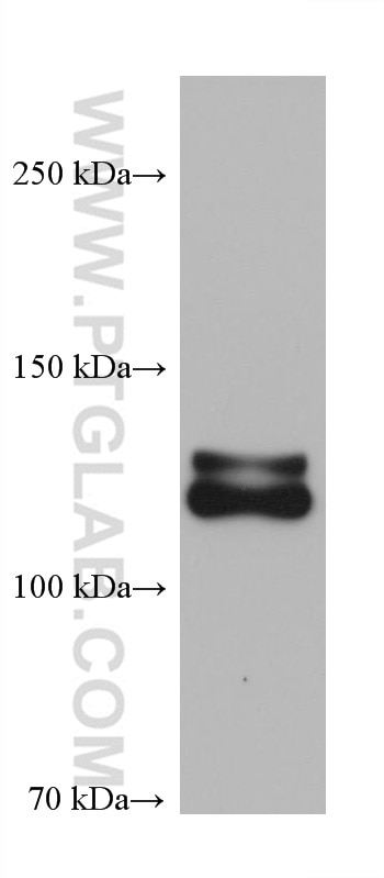 Western Blot (WB) analysis of pig brain tissue using NRCAM Monoclonal antibody (68291-1-Ig)