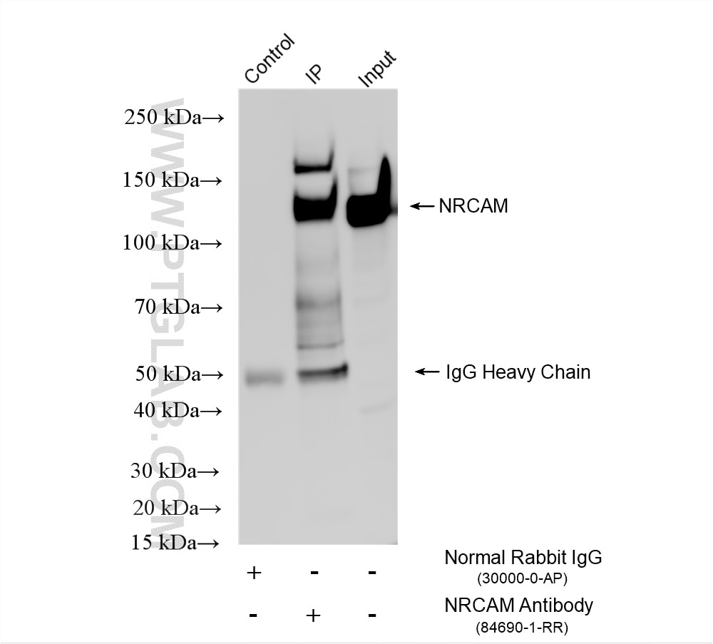 Immunoprecipitation (IP) experiment of rat brain tissue using NRCAM Recombinant monoclonal antibody (84690-1-RR)