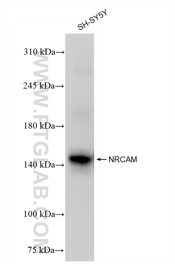 Western Blot (WB) analysis of SH-SY5Y cells using NRCAM Recombinant antibody (84690-1-RR)