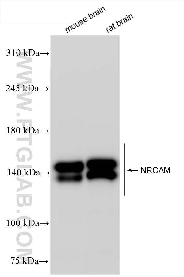 Western Blot (WB) analysis of various lysates using NRCAM Recombinant antibody (84690-1-RR)