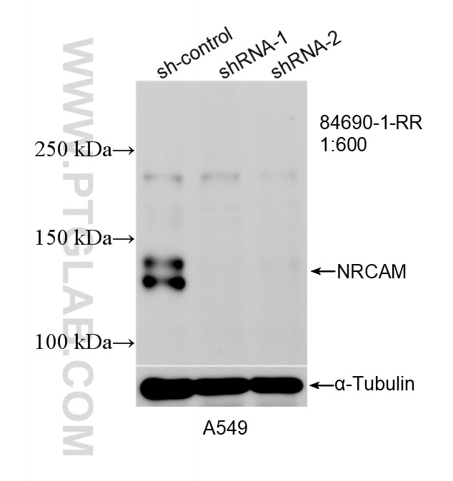 Western Blot (WB) analysis of A549 cells using NRCAM Recombinant monoclonal antibody (84690-1-RR)