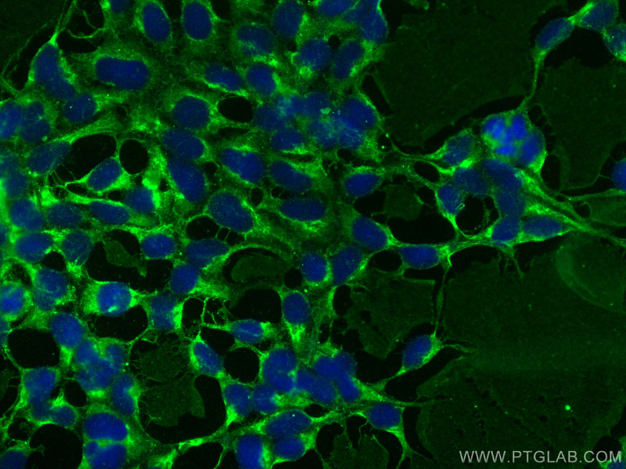 IF Staining of HEK-293 using CL488-68291