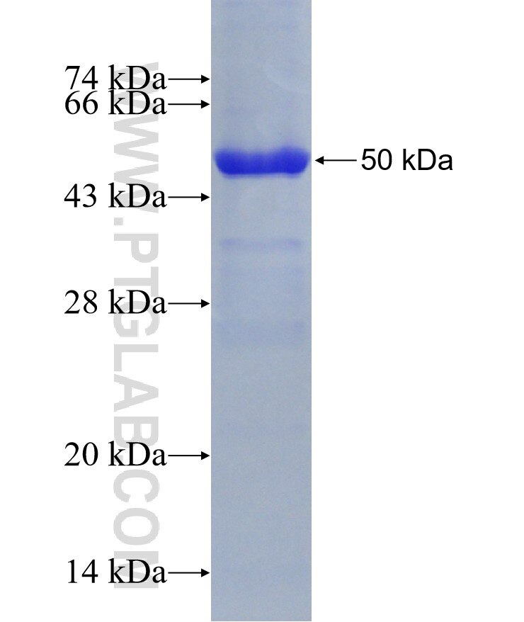 NRCAM fusion protein Ag16237 SDS-PAGE