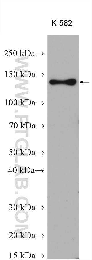 Western Blot (WB) analysis of various lysates using NRD1 Polyclonal antibody (15630-1-AP)