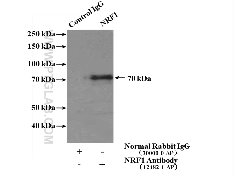 NRF1/nuclear respiratory factor 1 Polyclonal antibody