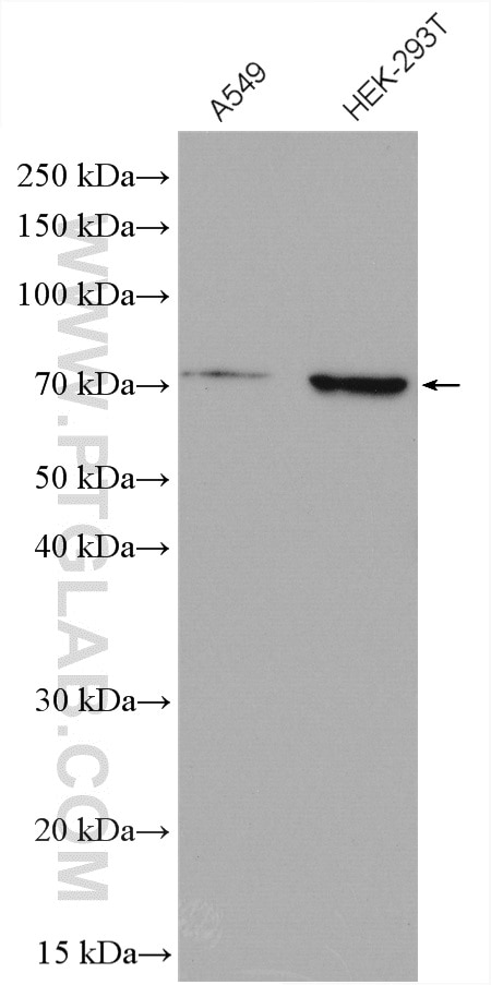 Western Blot (WB) analysis of various lysates using NRF1/nuclear respiratory factor 1 Polyclonal antib (12482-1-AP)