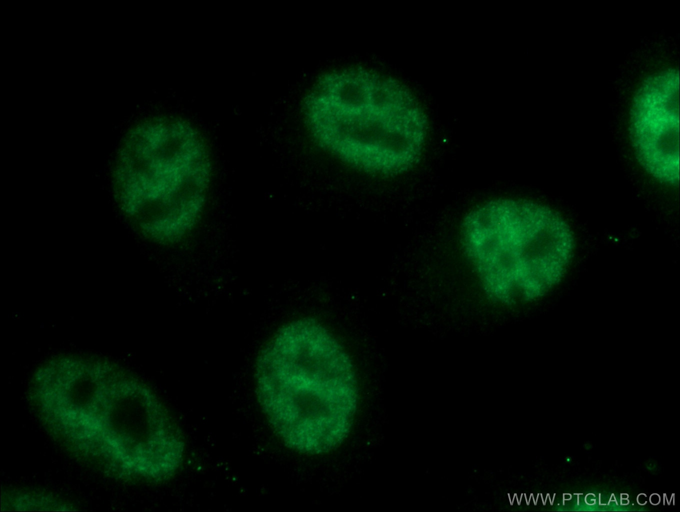 Immunofluorescence (IF) / fluorescent staining of HepG2 cells using NRF1/nuclear respiratory factor 1 Monoclonal antib (66832-1-Ig)