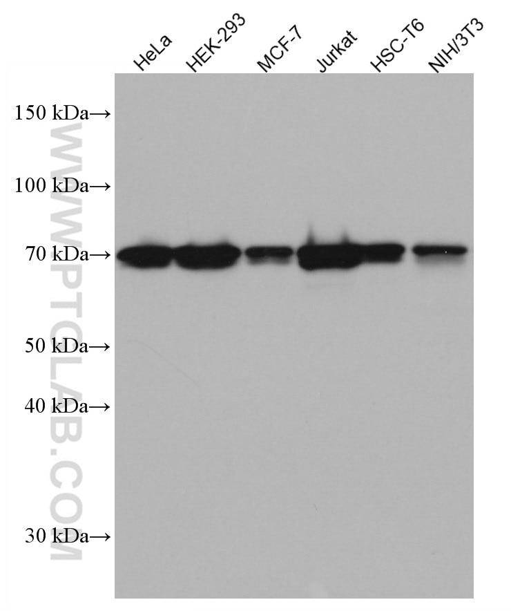 Western Blot (WB) analysis of various lysates using NRF1/nuclear respiratory factor 1 Monoclonal antib (66832-1-Ig)