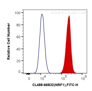 Flow cytometry (FC) experiment of HepG2 cells using CoraLite® Plus 488-conjugated NRF1/nuclear respira (CL488-66832)