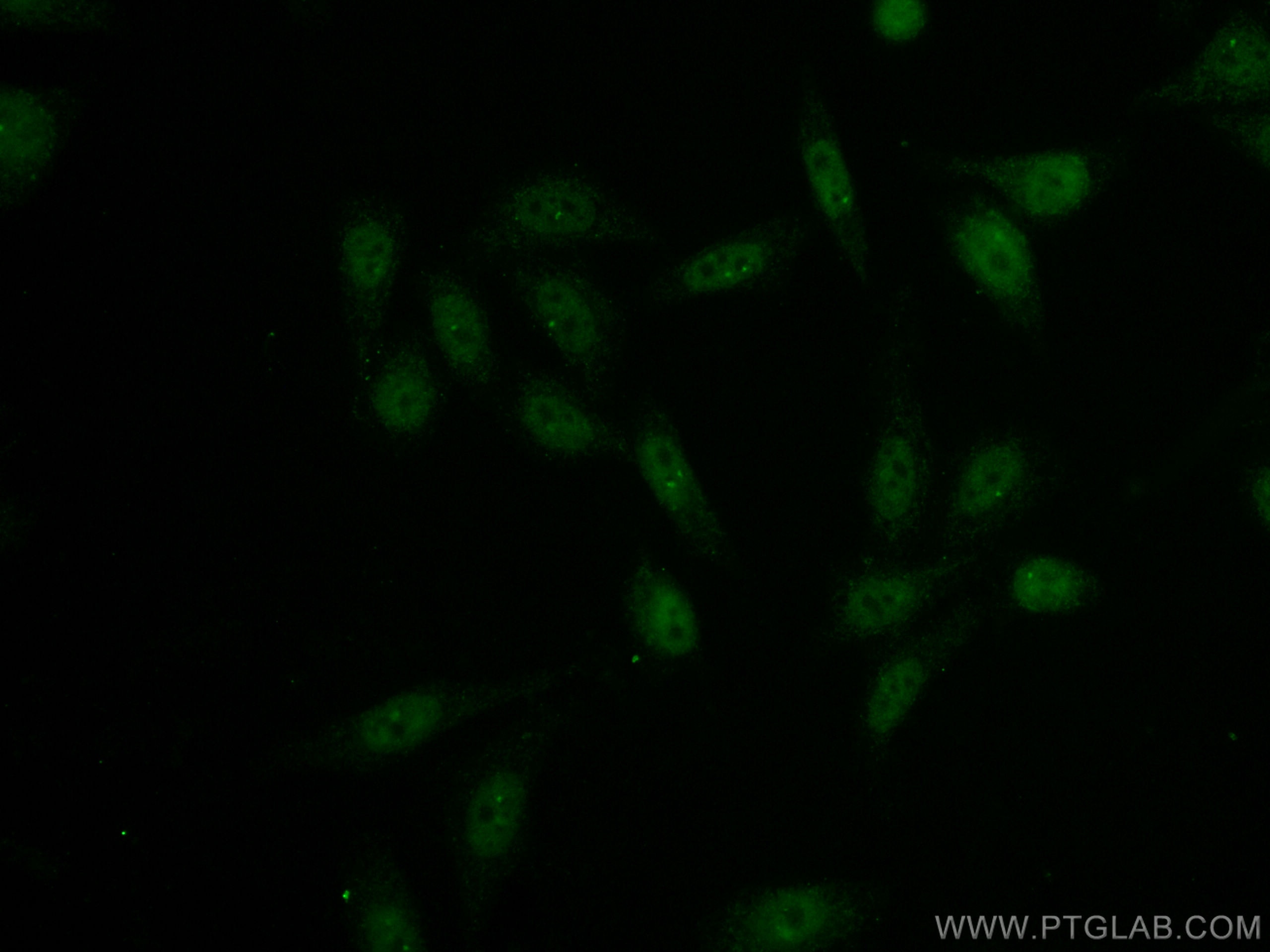 IF Staining of HepG2 using CL488-66832