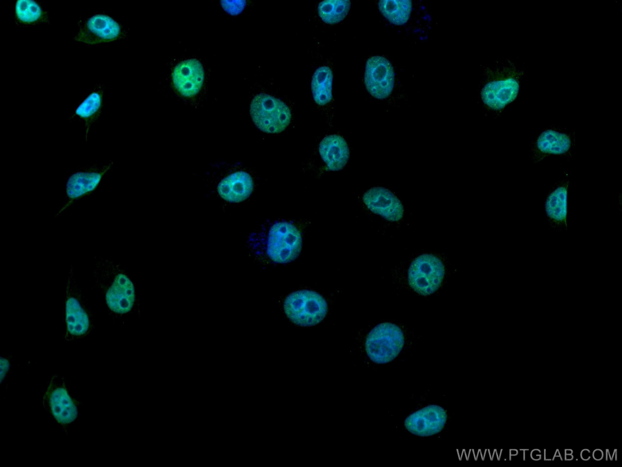 Immunofluorescence (IF) / fluorescent staining of HepG2 cells using CoraLite® Plus 488-conjugated NRF1/nuclear respira (CL488-66832)