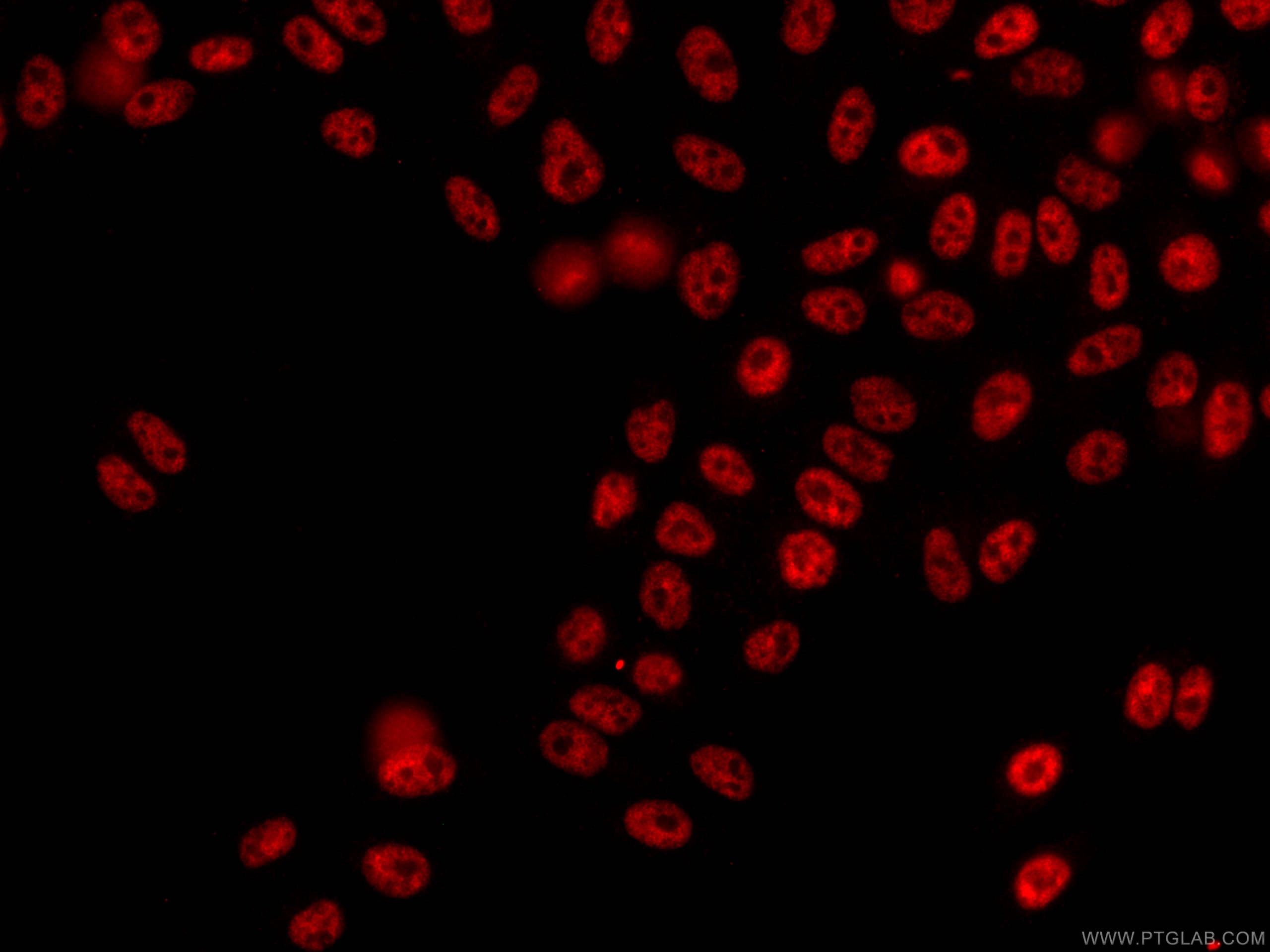 Immunofluorescence (IF) / fluorescent staining of HepG2 cells using CoraLite®594-conjugated NRF1 Monoclonal antibody (CL594-66832)