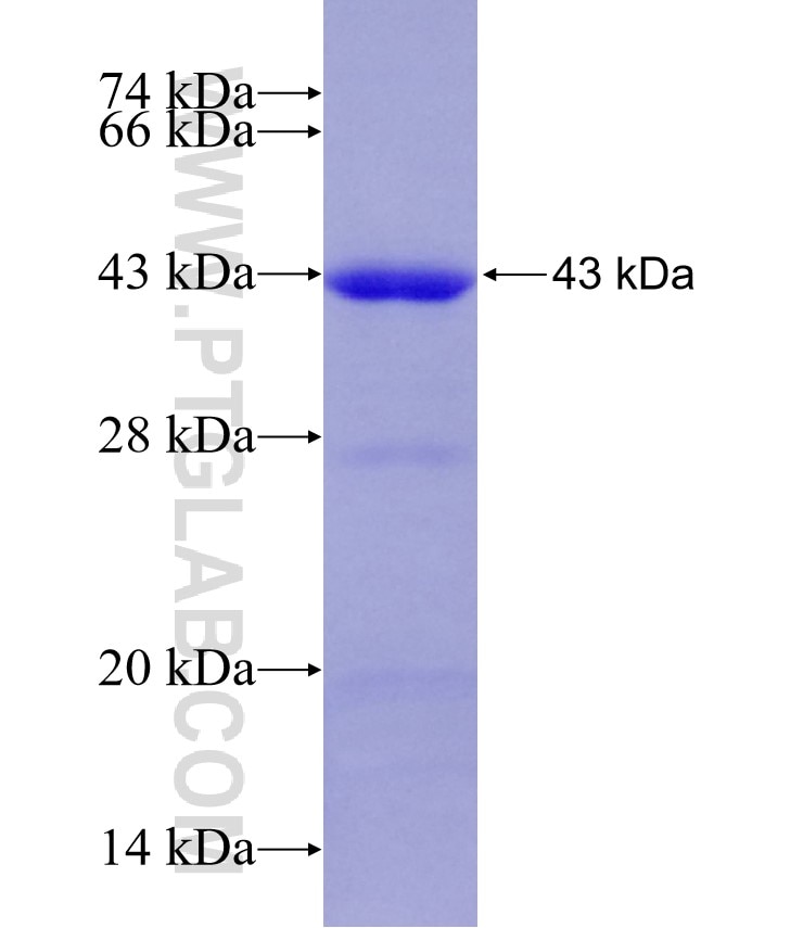 NRF1 fusion protein Ag28149 SDS-PAGE