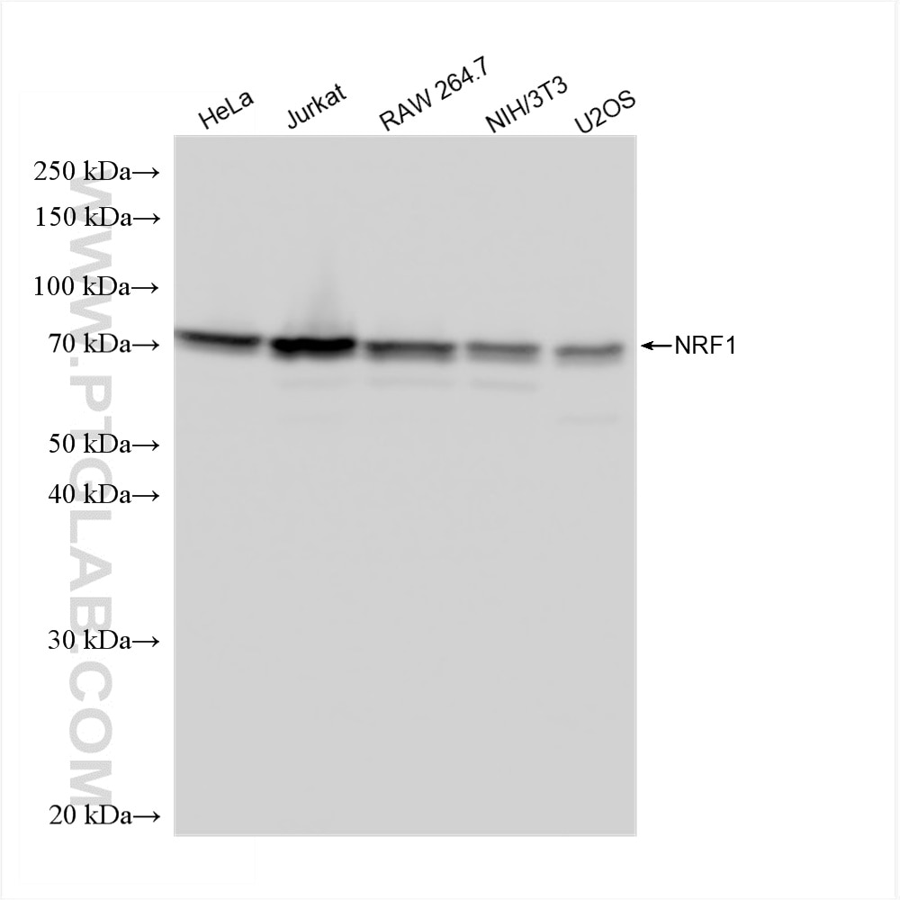 WB analysis using 83092-1-RR