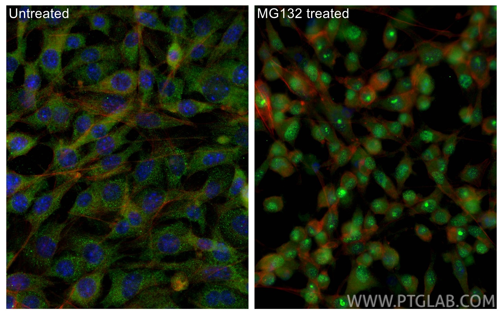 IF Staining of NIH/3T3 using 66504-1-Ig Immunofluorescence (IF) / fluorescent staining of NIH/3T3 cells using NRF2/NFE2L2 Monoclonal antibody (66504-1-Ig)