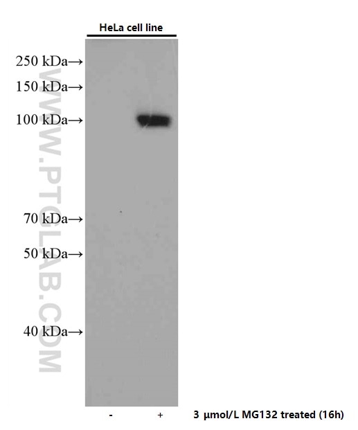 Western Blot (WB) analysis of HeLa cells using NRF2, NFE2L2 Monoclonal antibody (66504-1-Ig)