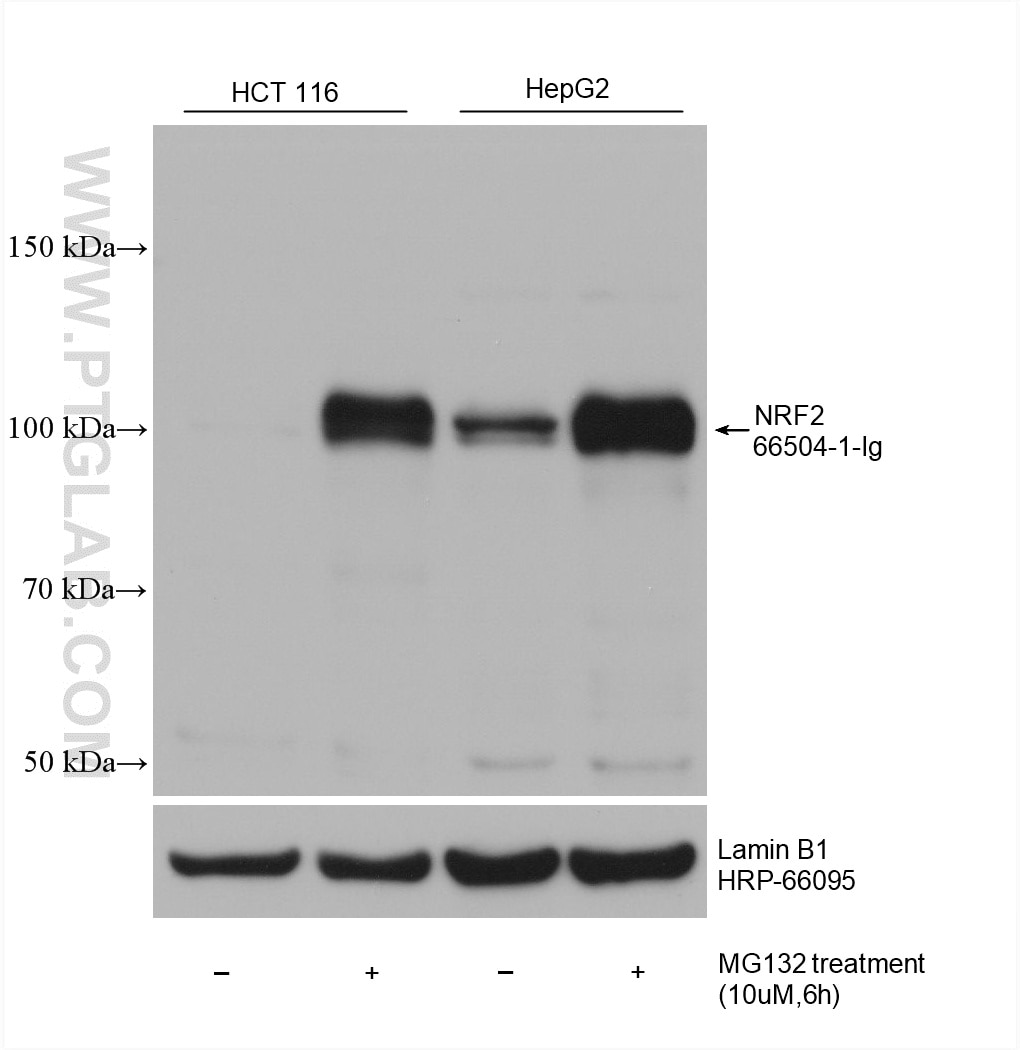 Various lysates were subjected to SDS PAGE followed by western blot with 66504-1-Ig (NRF2, NFE2L2 antibody) at dilution of 1:10000 incubated at room temperature for 1.5 hours. Western Blot (WB) analysis of various lysates using NRF2, NFE2L2 Monoclonal antibody (66504-1-Ig)
