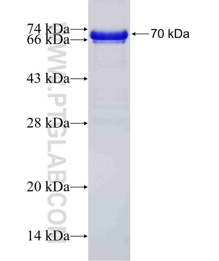 NRF2, NFE2L2 fusion protein Ag9489 SDS-PAGE