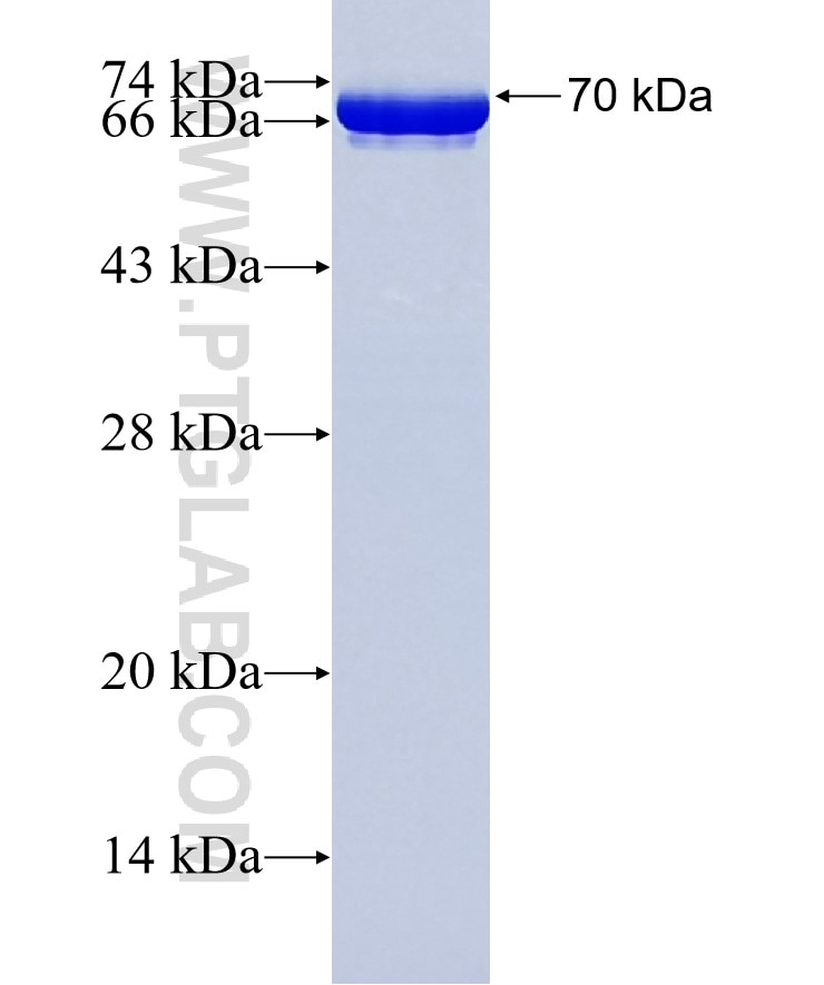 NRF2, NFE2L2 fusion protein Ag9489 SDS-PAGE