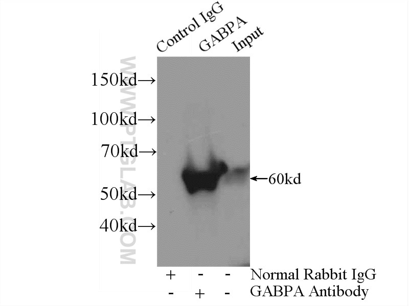 Immunoprecipitation (IP) experiment of HeLa cells using GABPA Polyclonal antibody (21542-1-AP)
