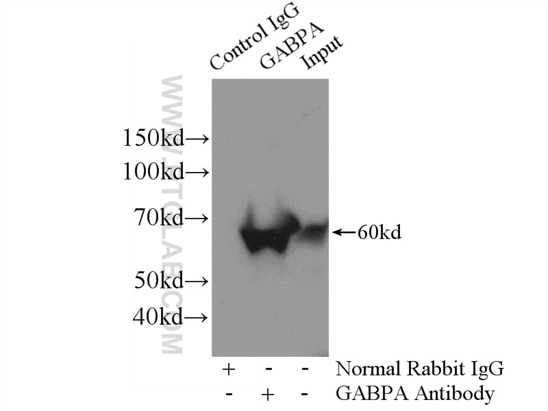 Immunoprecipitation (IP) experiment of HeLa cells using GABPA Polyclonal antibody (21542-1-AP)