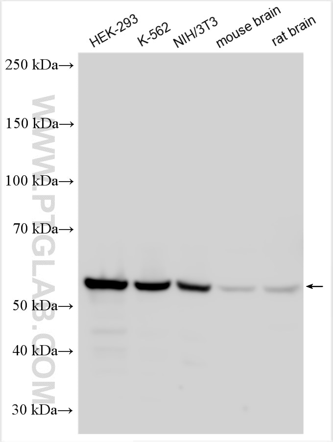 Western Blot (WB) analysis of various lysates using GABPA Polyclonal antibody (21542-1-AP)