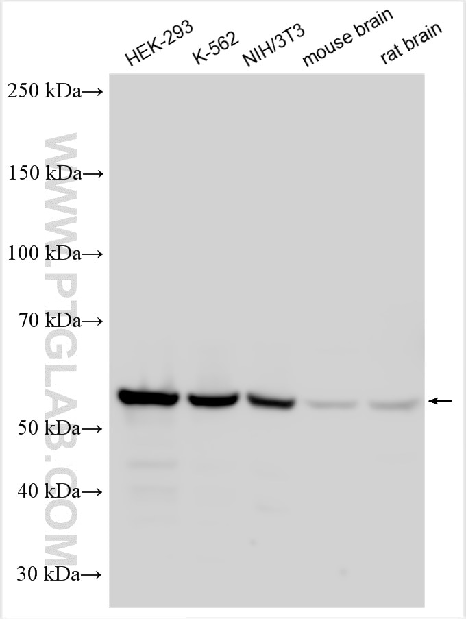 WB analysis using 21542-1-AP