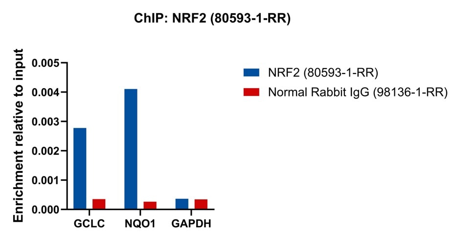 ChIP experiment of HeLa cells using NRF2, NFE2L2 Recombinant antibody (80593-1-RR)