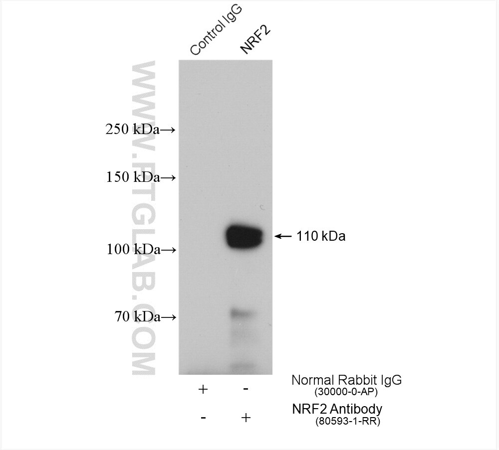 Immunoprecipitation (IP) experiment of HeLa cells using NRF2, NFE2L2 Recombinant antibody (80593-1-RR)
