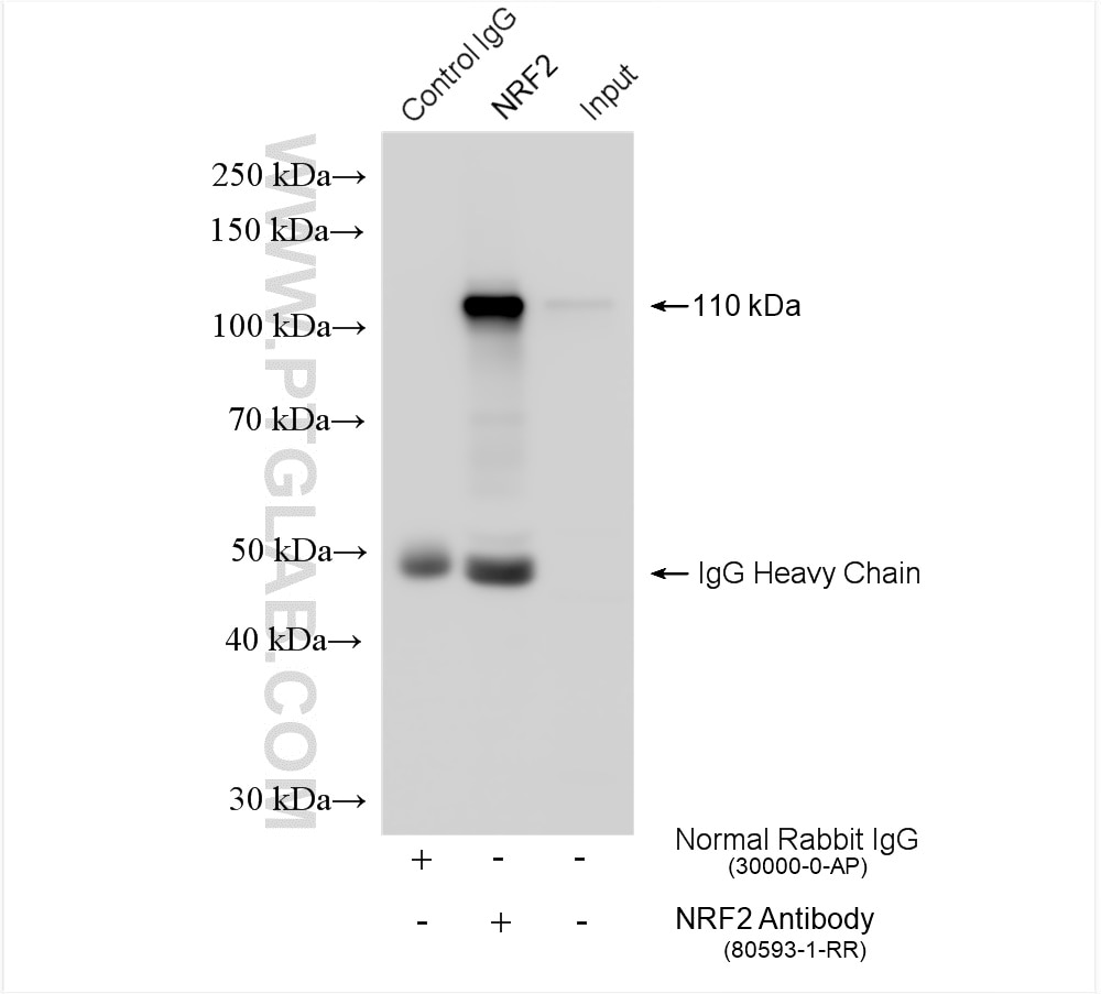 Immunoprecipitation (IP) experiment of HeLa cells using NRF2, NFE2L2 Recombinant antibody (80593-1-RR)