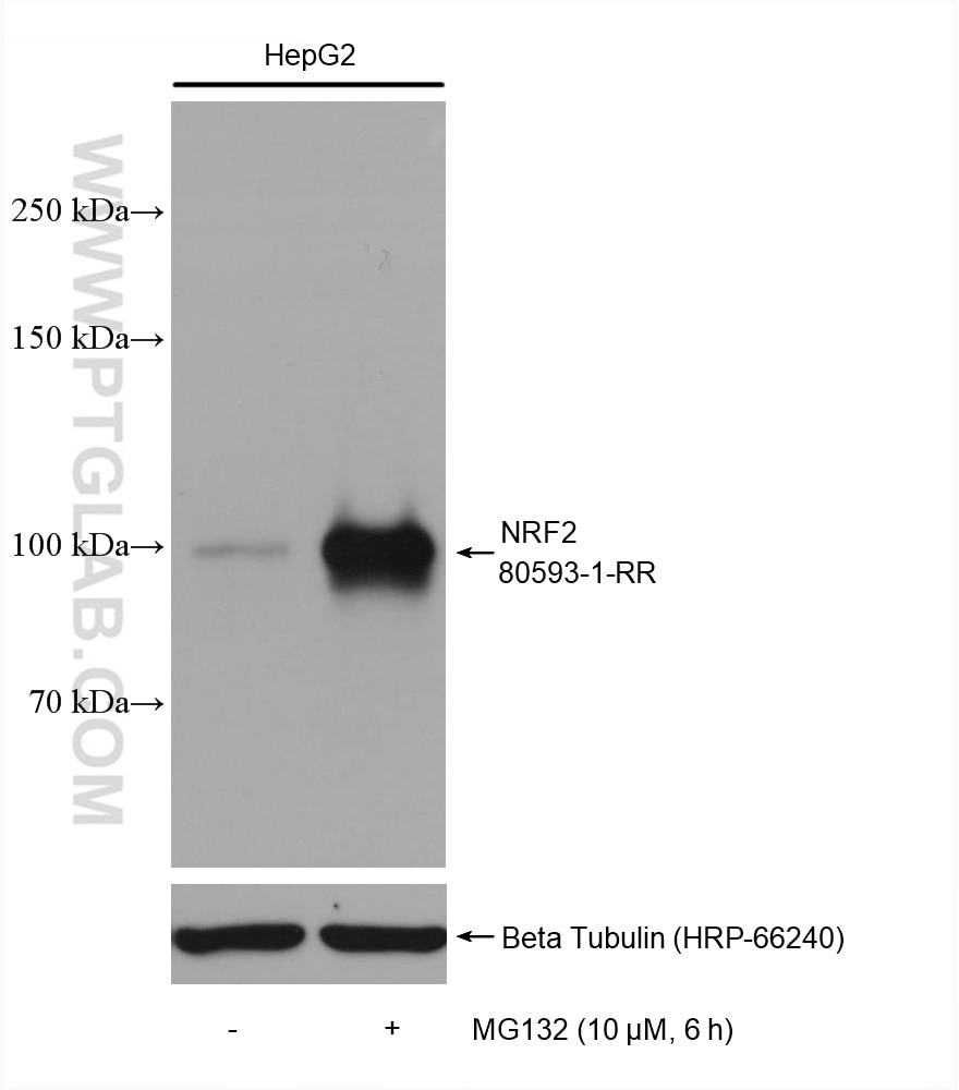 Western Blot (WB) analysis of various lysates using NRF2, NFE2L2 Recombinant antibody (80593-1-RR)