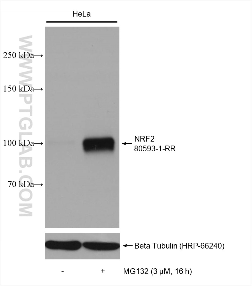 Western Blot (WB) analysis of various lysates using NRF2, NFE2L2 Recombinant antibody (80593-1-RR)