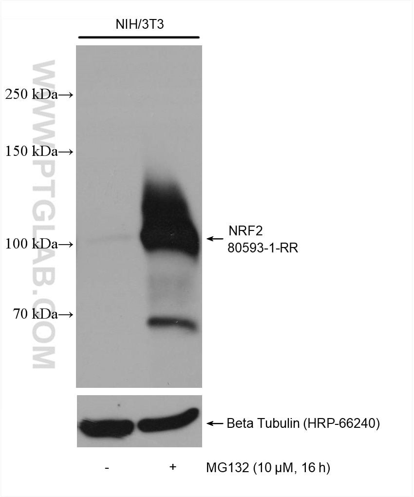 Western Blot (WB) analysis of various lysates using NRF2, NFE2L2 Recombinant antibody (80593-1-RR)