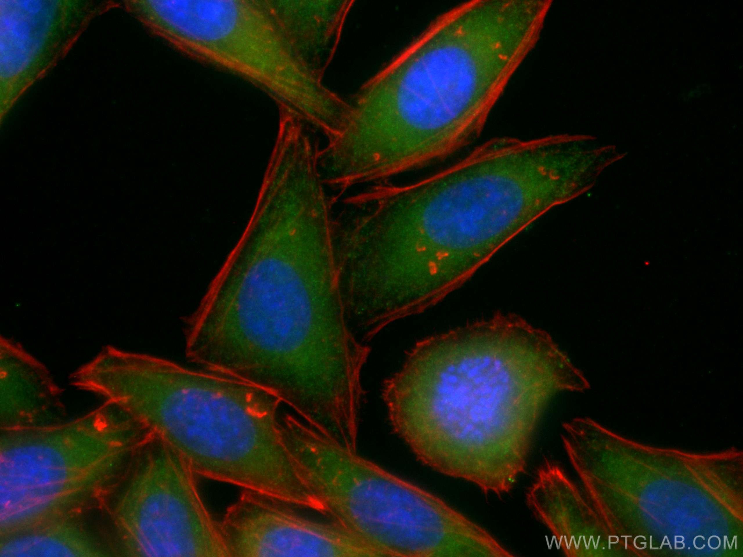 Immunofluorescence (IF) / fluorescent staining of HepG2 cells using CoraLite® Plus 488-conjugated NRF2, NFE2L2 Polyclo (CL488-16396)