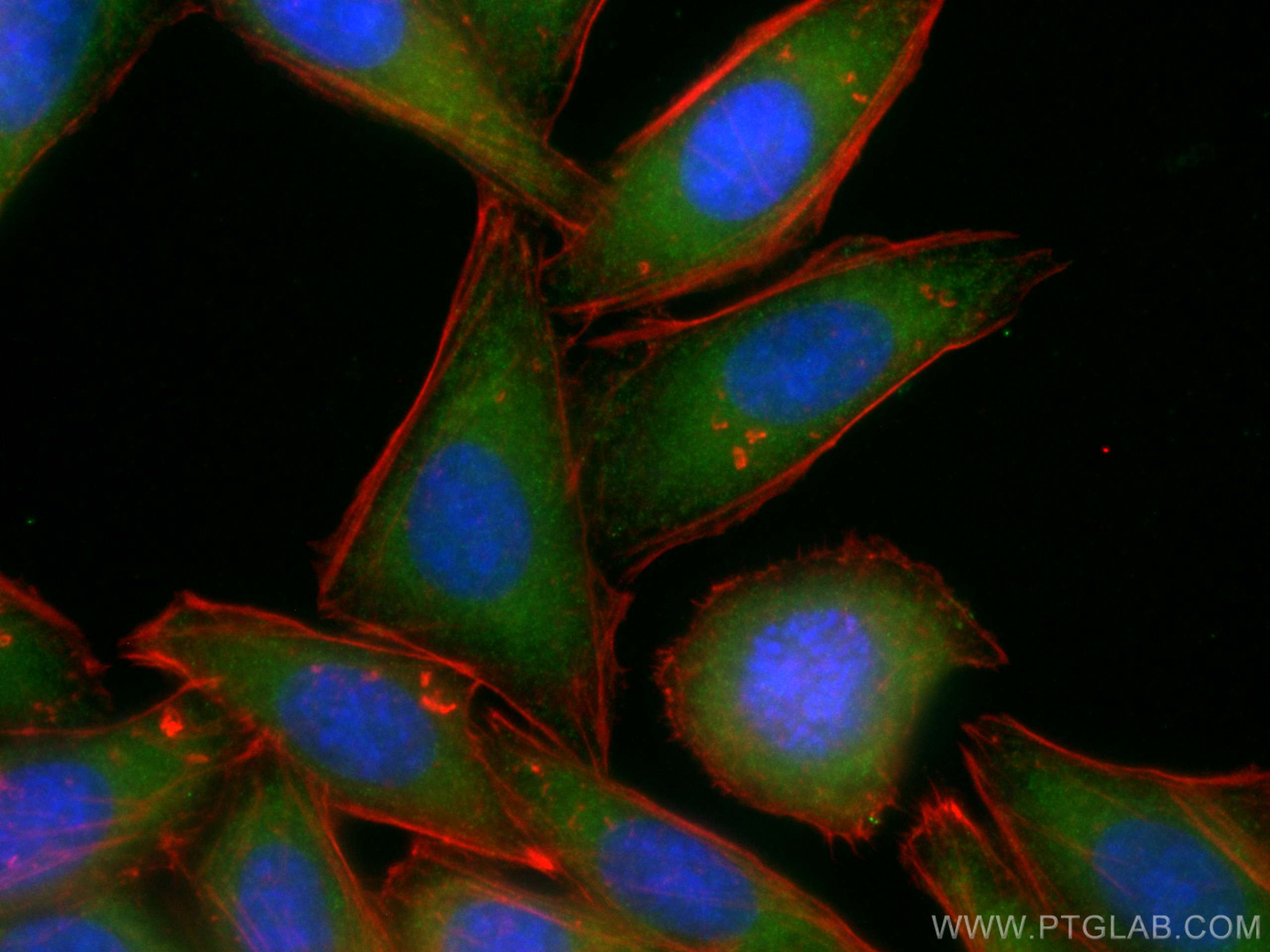 IF Staining of HepG2 using CL488-16396