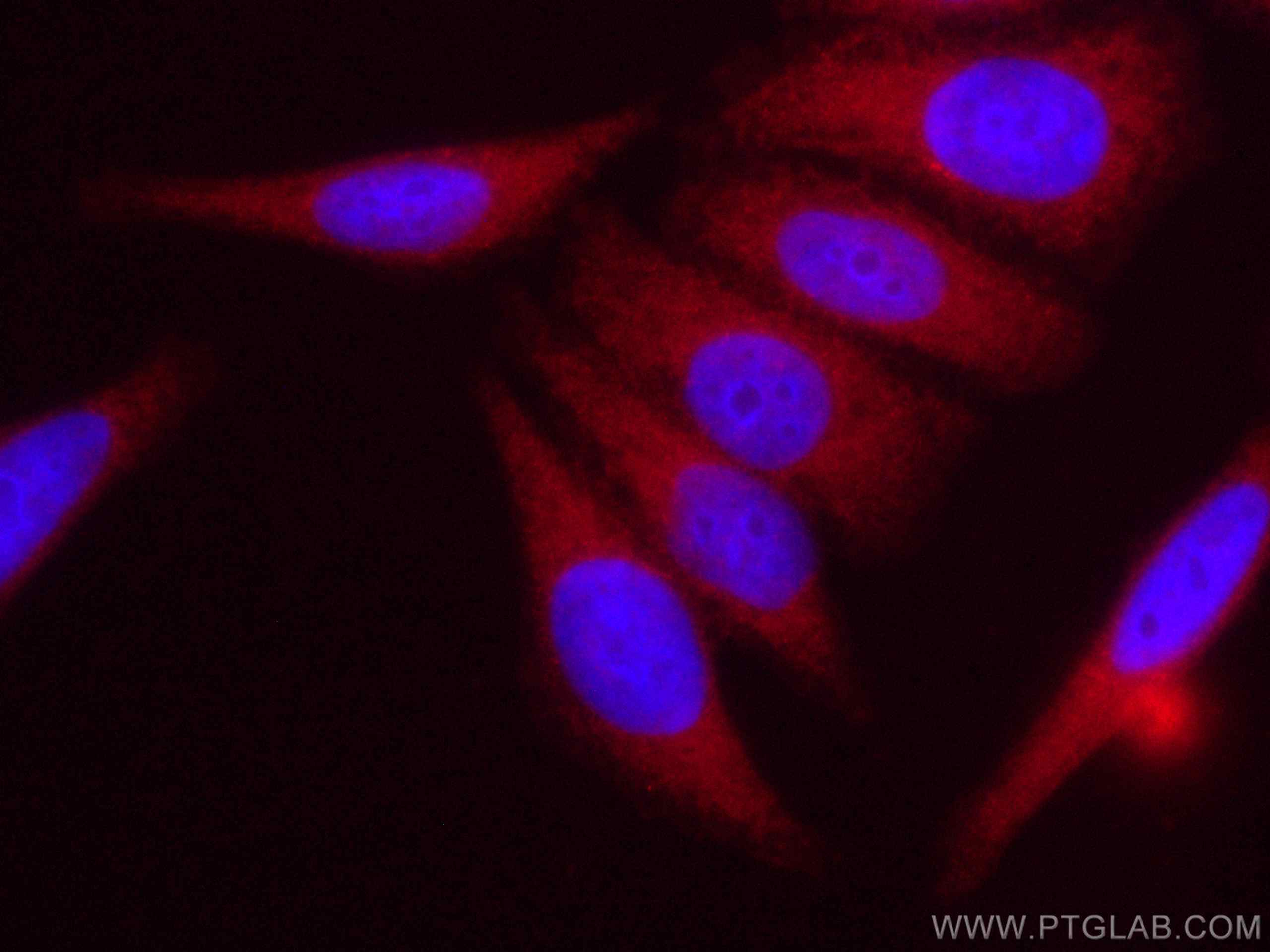 Immunofluorescence (IF) / fluorescent staining of HepG2 cells using CoraLite®594-conjugated NRF2, NFE2L2 Polyclonal an (CL594-16396)