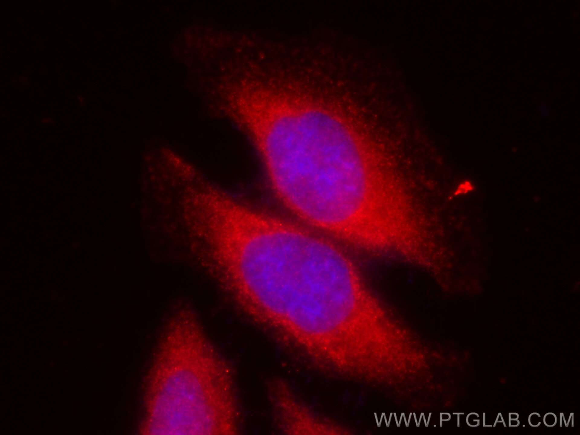 Immunofluorescence (IF) / fluorescent staining of HepG2 cells using CoraLite®594-conjugated NRF2, NFE2L2 Polyclonal an (CL594-16396)